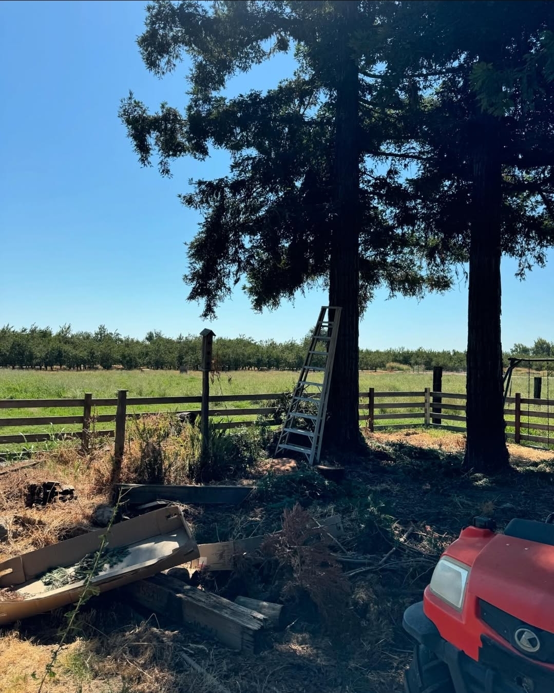 Brush and junk piled for hauling near an orchard fence
