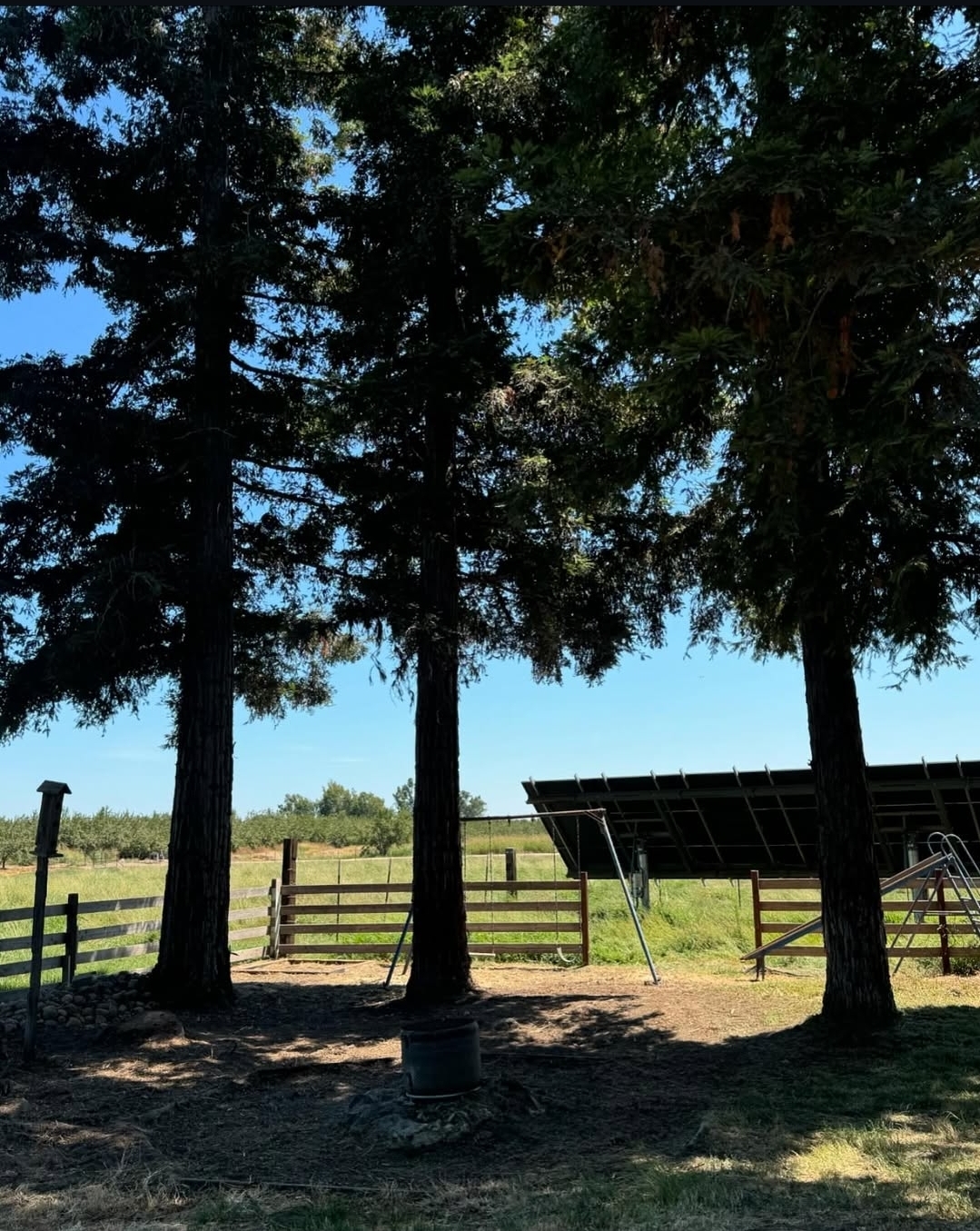 Cleaned open yard beneath mature trees