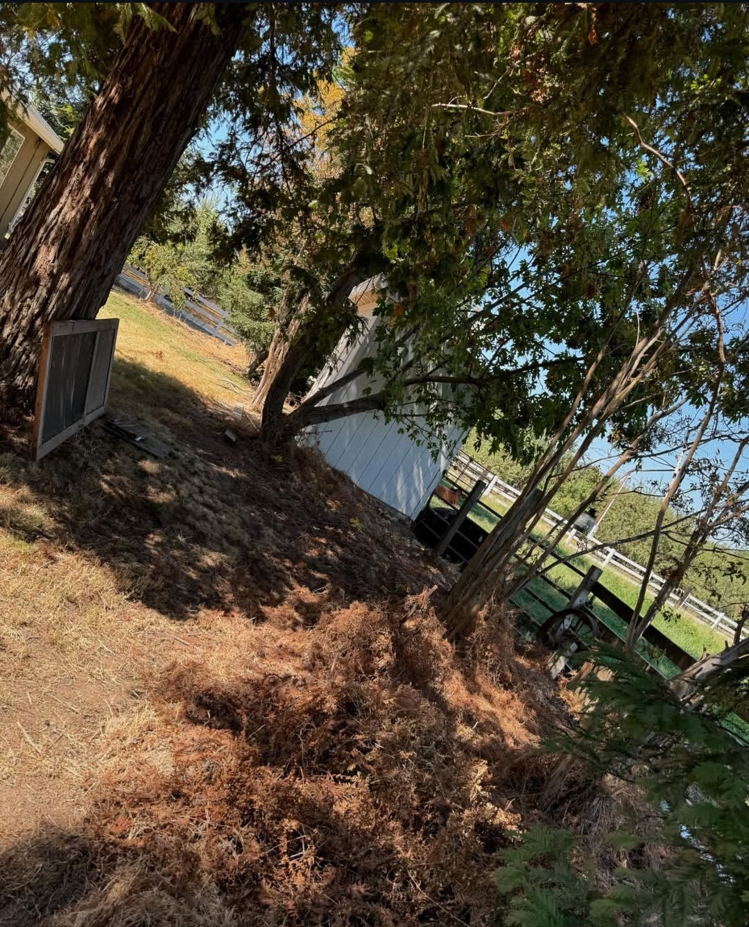 Overgrown shrubs before trimming