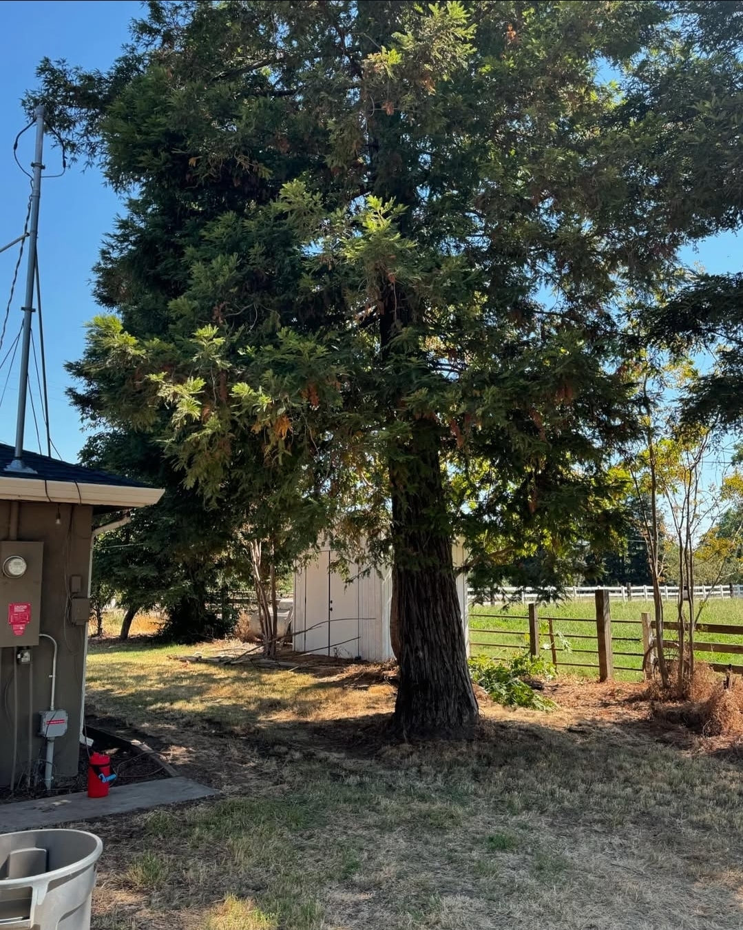 Trimmed shrubs and tidy yard around a residential shed